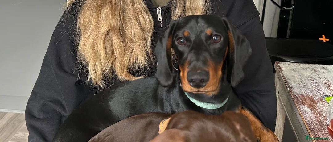 Dachshund dogs for sale: ❤️ Looking for the Right Forever Home for Kizo ❤️ - Advert 1
