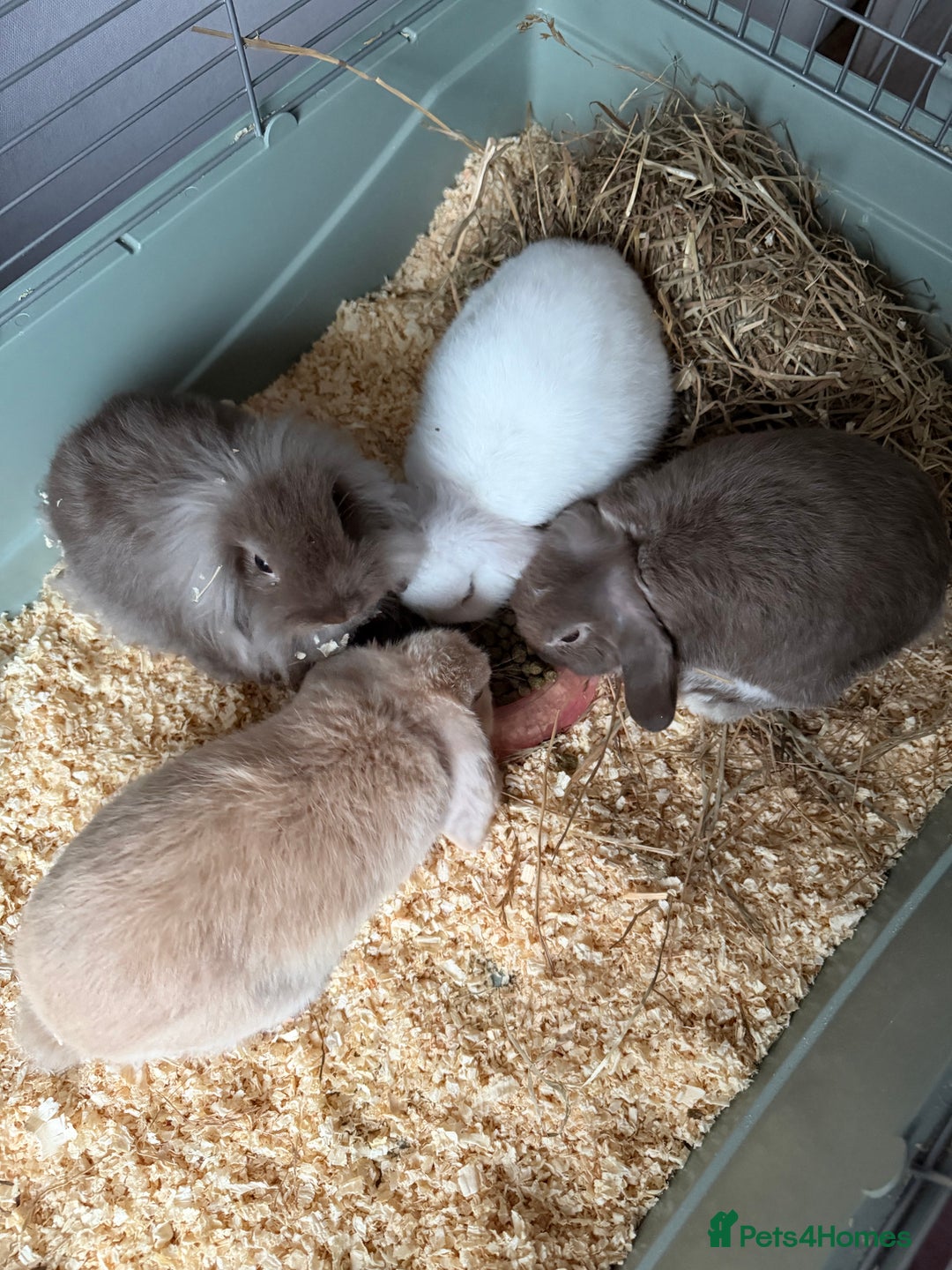 French Lop rabbits for sale: Beautiful French lops available - Advert 8