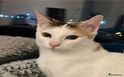 Mixed Breed cats for adoption: [Indoors only] Katzie - Cuddly and Playful girl! - Image 6