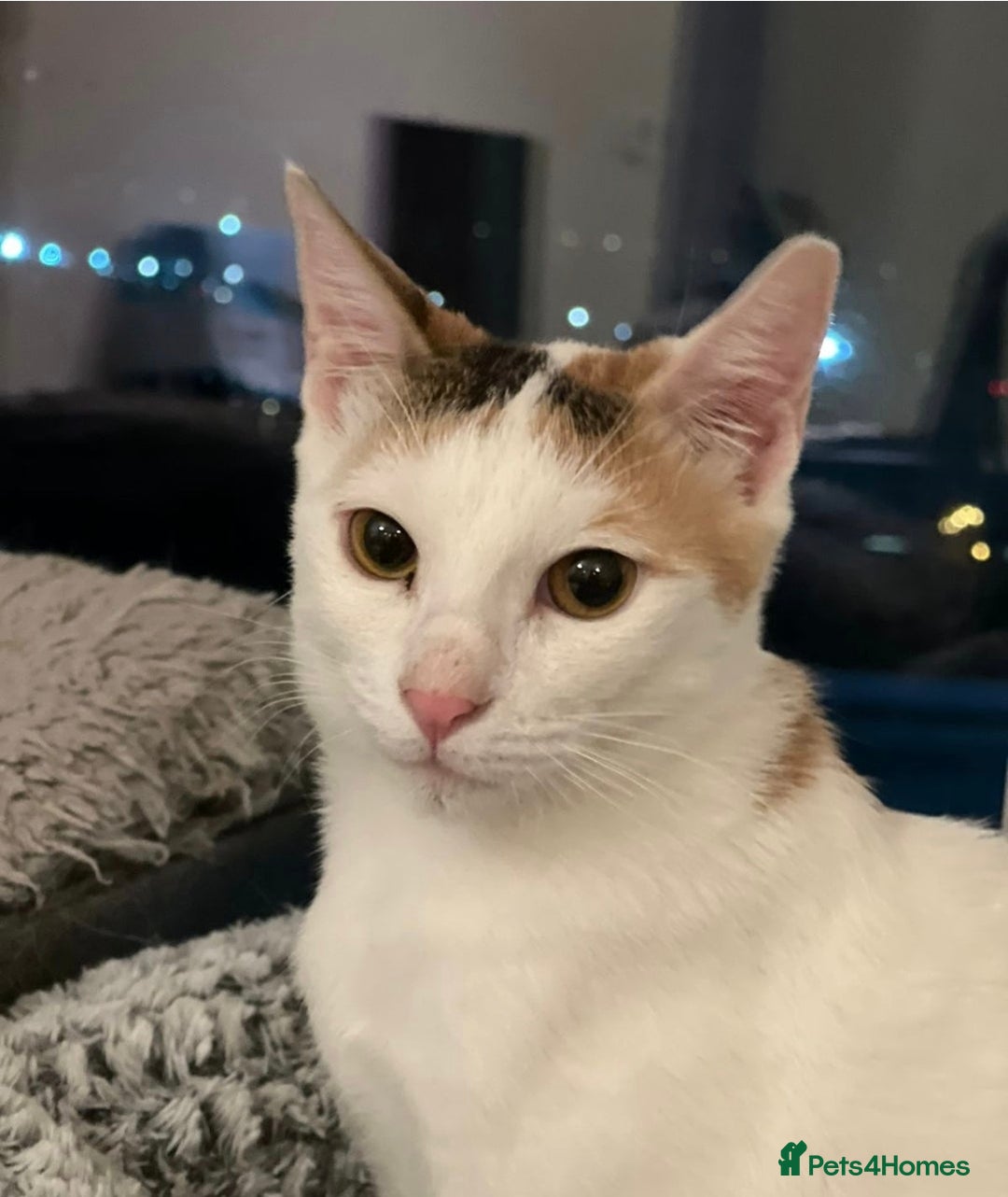 Mixed Breed cats for adoption: [Indoors only] Katzie - Cuddly and Playful girl! - Image 6