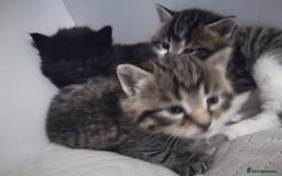 Norwegian Forest Cat cats for sale: Our gorgeous kittens for sale - Advert 2