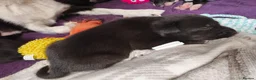 Mixed Breed dogs for sale: Gorgeous puppies looking for forever homes  - Advert 14