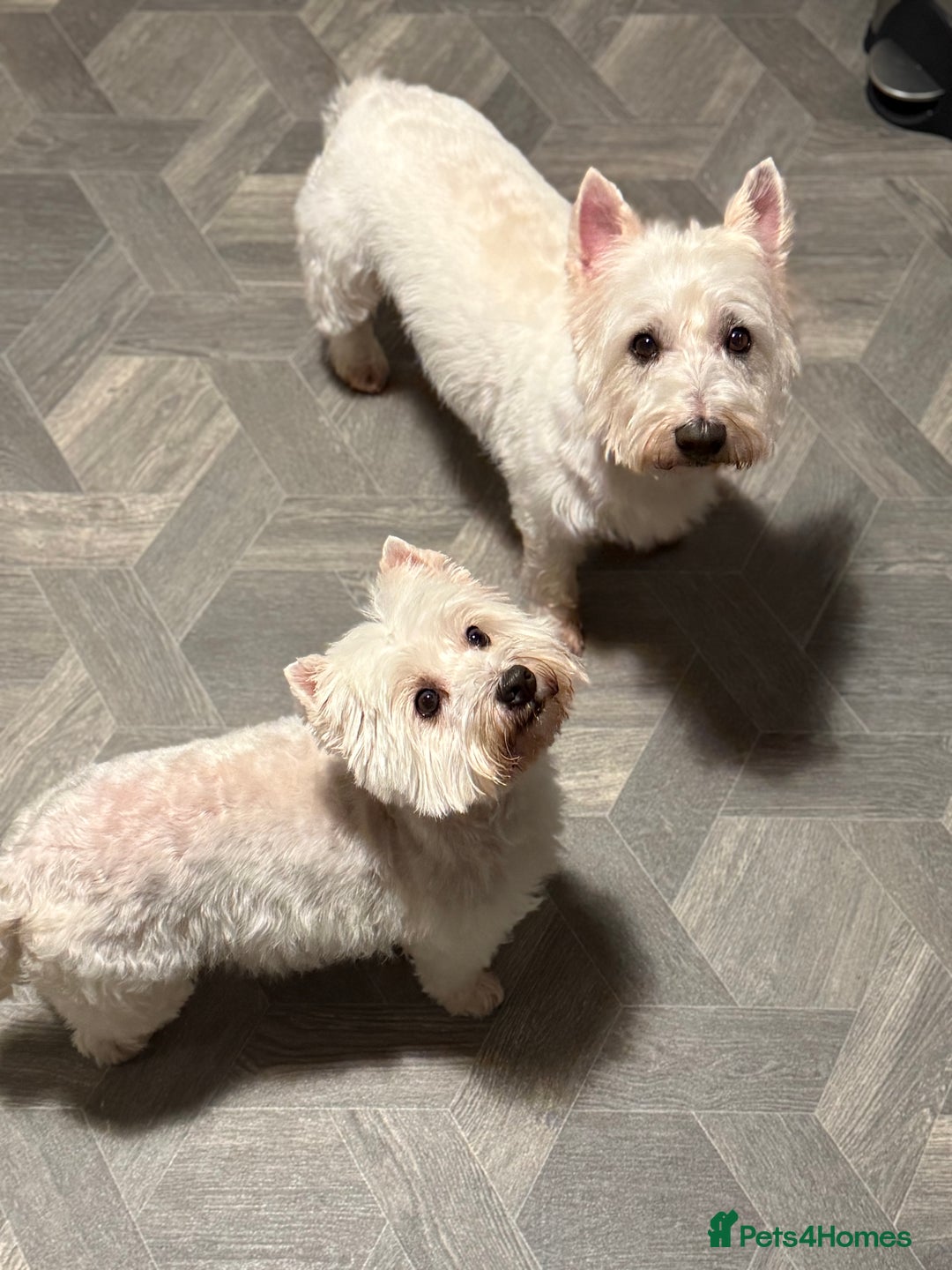 West Highland Terrier dogs for sale: Only 4 Westie Puppies Left – Ready for Homes Now! - Advert 7
