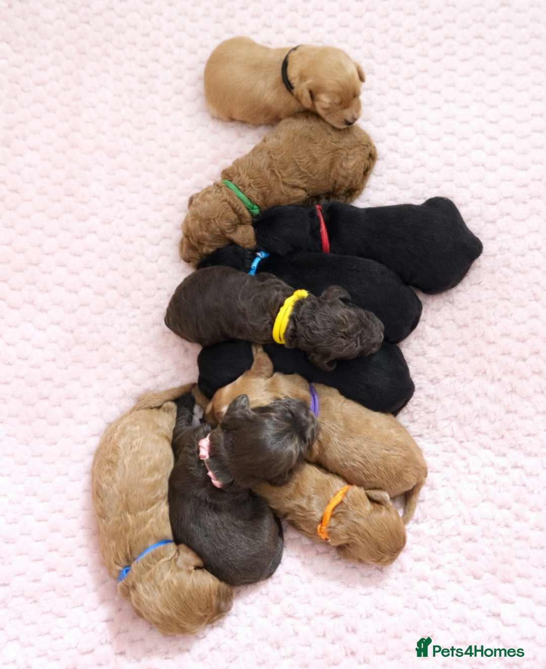 Cockapoo dogs for sale: Stunning F2 Cockerpoo Puppies  - Advert 4
