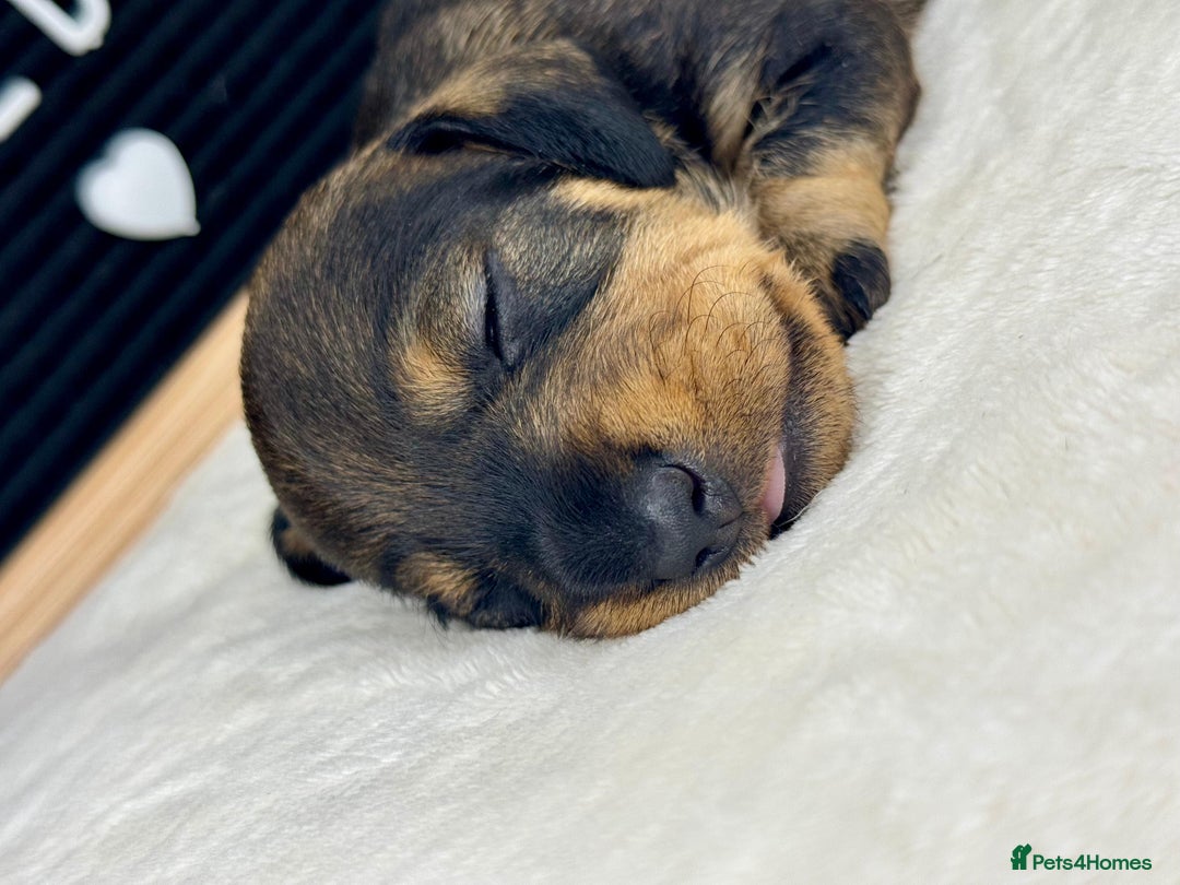 Miniature Dachshund dogs for sale: KC reg mini wires PRA LAFORA clear  - Advert 4