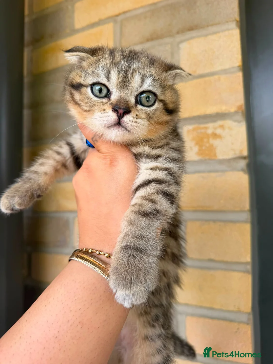 British Shorthair cats for sale: STUNNING! British Shorthair Black Golden Tabbys - Advert 2