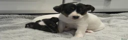 Jack Russell dogs for sale: Top Quality Jack Russell puppies  - Advert 6