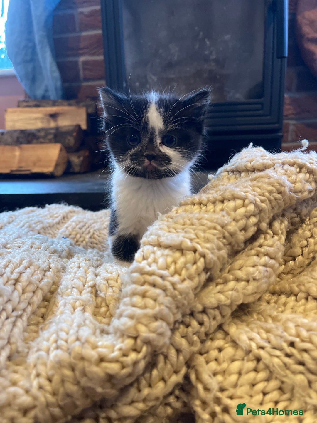 Domestic Shorthair cats for sale: Black & white kittens ready mid jan.  - Advert 1