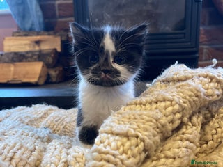 Domestic Shorthair cats Black & white kittens ready mid jan. - Advert 1