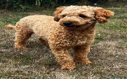 Toy Poodle dogs for stud: KC Registered Red Toy Poodle Fully DNA Tested in Radstock - Image 11