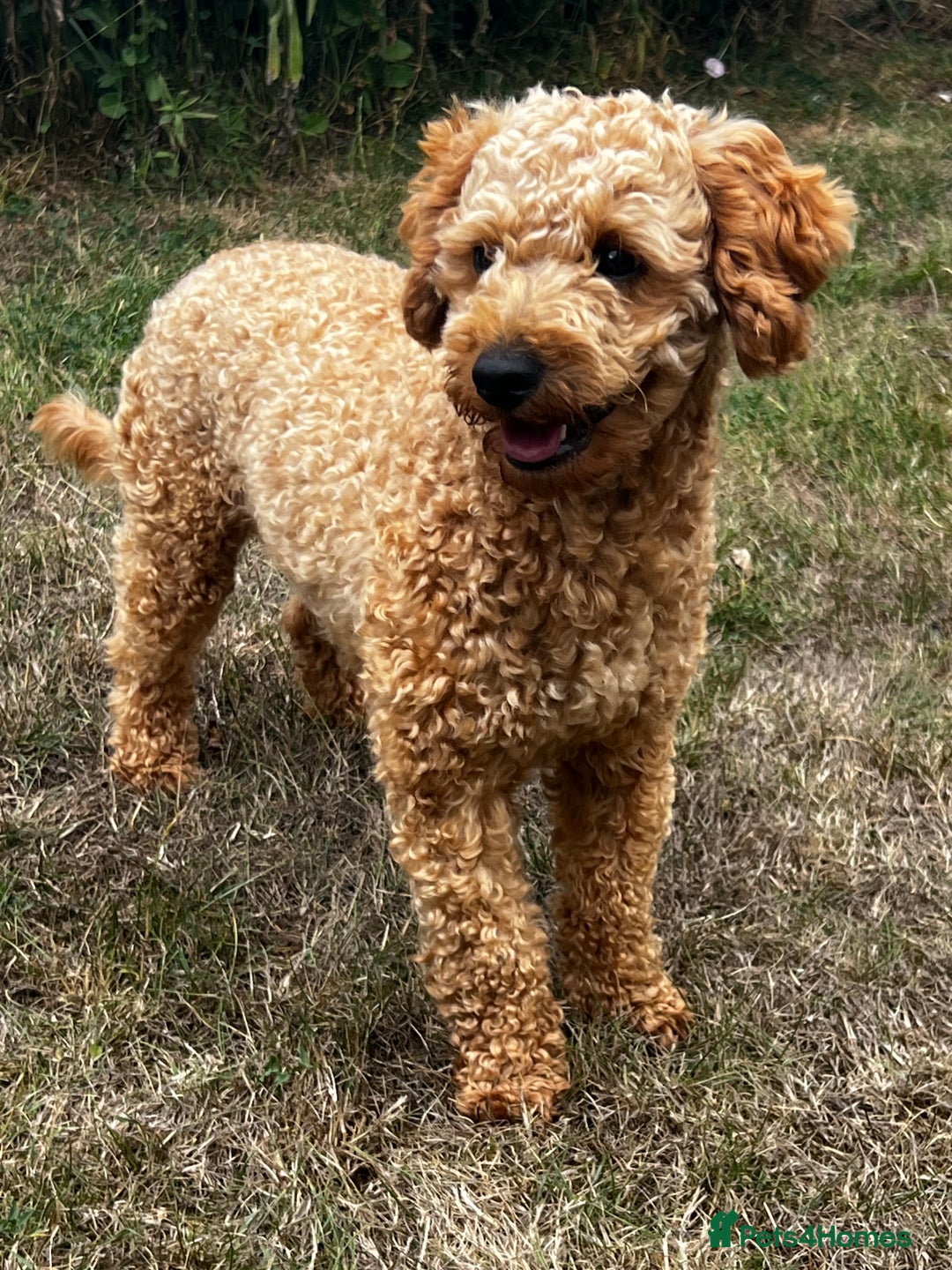 Toy Poodle dogs for stud: KC Registered Red Toy Poodle Fully DNA Tested in Radstock - Image 11