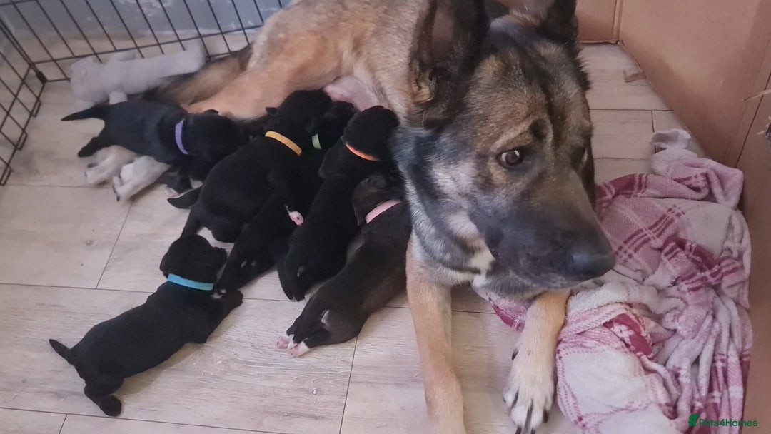 Mixed Breed dogs for sale: Mixed Breed Puppies - Image 8