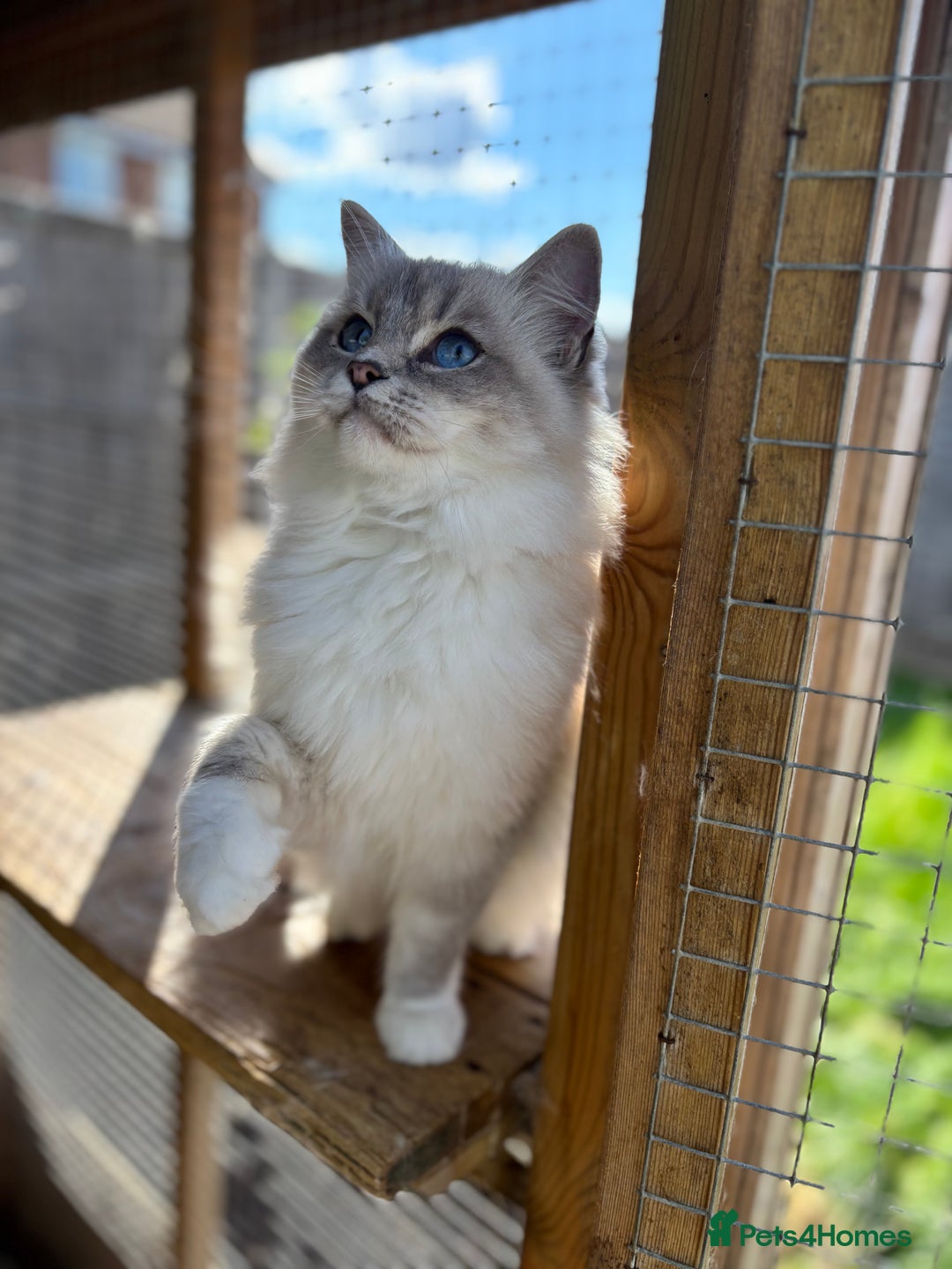 Ragdoll cats for sale: Available gccf registered tabby mitted girl  - Image 5