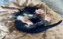 Maine Coon cats for sale: GCCF active / domestic Maine Coon  - Image 27