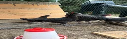 Chickens poultry for sale: Various pullets for sale  - Advert 8