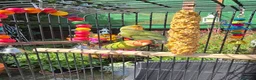Lovebirds birds for sale: 2 Lovebirds with Large Cage Food Accessories - Advert 5