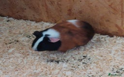 Guinea Pig rodents for sale: Beautiful Female Guinea Pigs available - Image 4