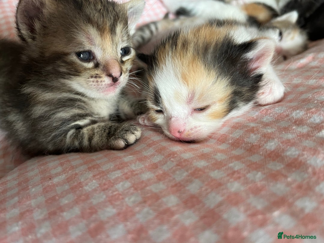 Domestic Shorthair cats for sale: Litter of 9 Beautiful Kittens - Image 20