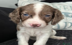 Cocker Spaniel dogs for sale: 1 Gorgeous Girl Cocker Spaniels - Ready to leave - Image 13