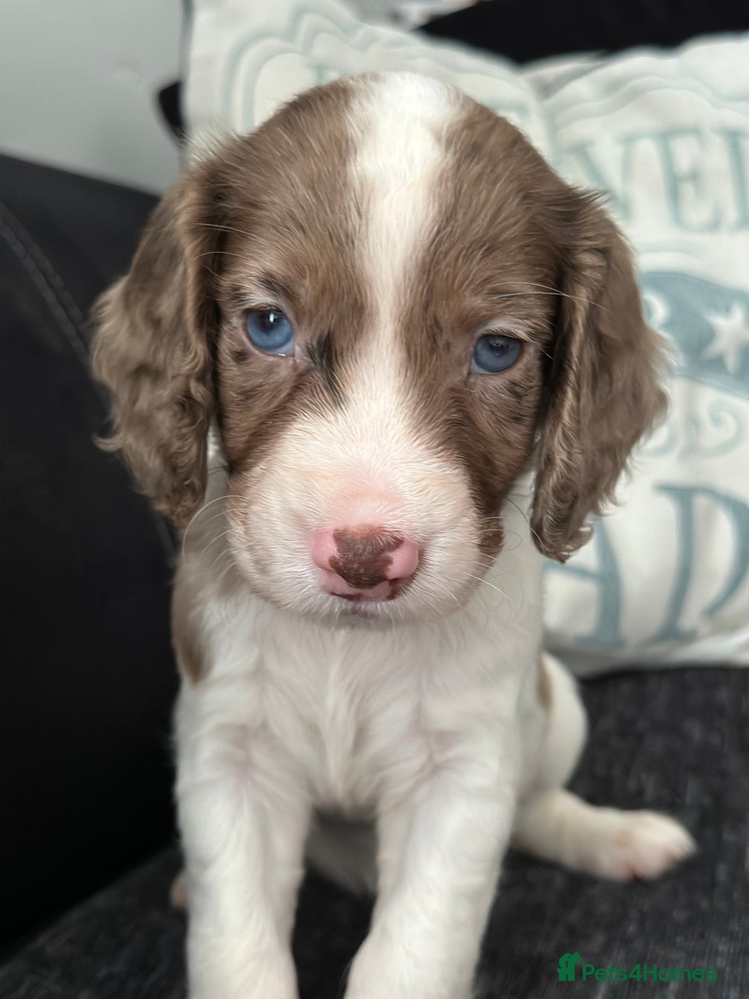 Cocker Spaniel dogs for sale: 1 Gorgeous Girl Cocker Spaniels - Ready to leave - Image 13