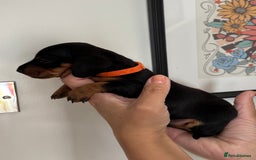 Miniature Dachshund dogs for sale: Miniature dachshund puppies 🐾 - Advert 37