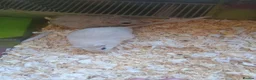 Gerbil rodents for sale: Two male gerbils  in Hereford - Advert 1