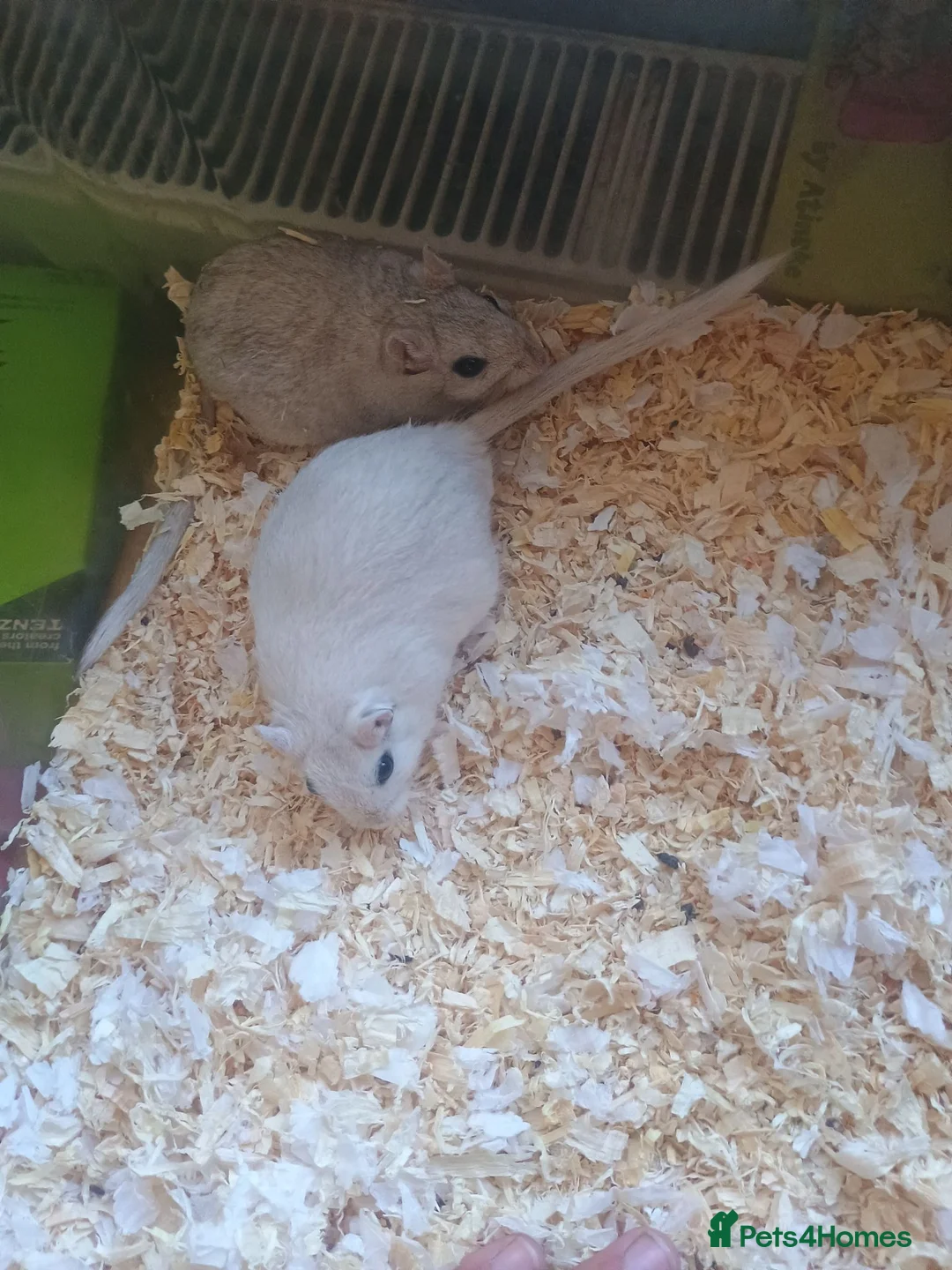 Gerbil rodents for sale: Two male gerbils  in Hereford - Advert 1