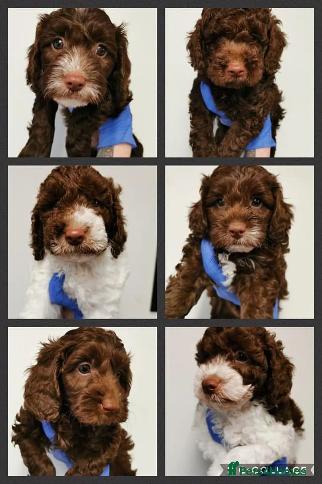 Miniature Poodle dogs for stud: Professional Stud Service - Red, Phantom, Parti in Eastleigh - Advert 7