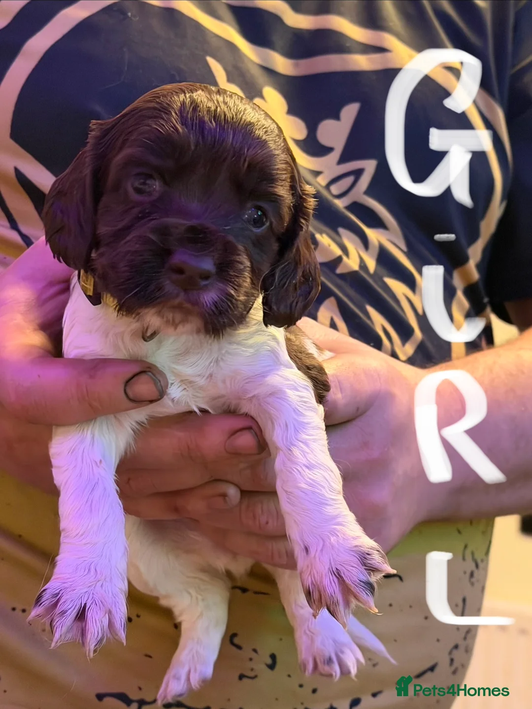 Sprocker dogs for sale: Sprocker puppies  - Advert 12