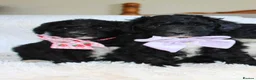 Sheepadoodle dogs for sale: F1 Sheepadoodle Puppies | 5* Licensed Breeder - Advert 33