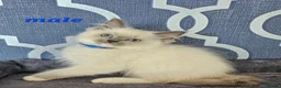 Ragdoll cats for sale: READY NOW GCCF registered kittens  - Advert 4