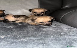 Border Terrier dogs for sale: 5 beautiful border terrier pups for sale ♥️ - Image 2
