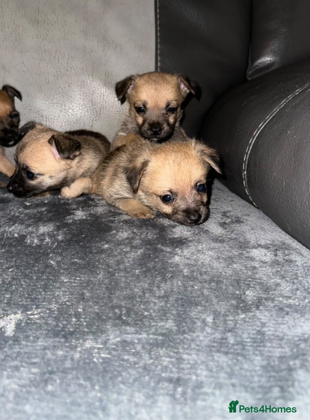 Border Terrier dogs for sale: 5 beautiful border terrier pups for sale ♥️ - Image 2