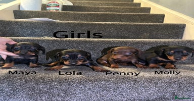Miniature Dachshund dogs in Liverpool - Advert 8