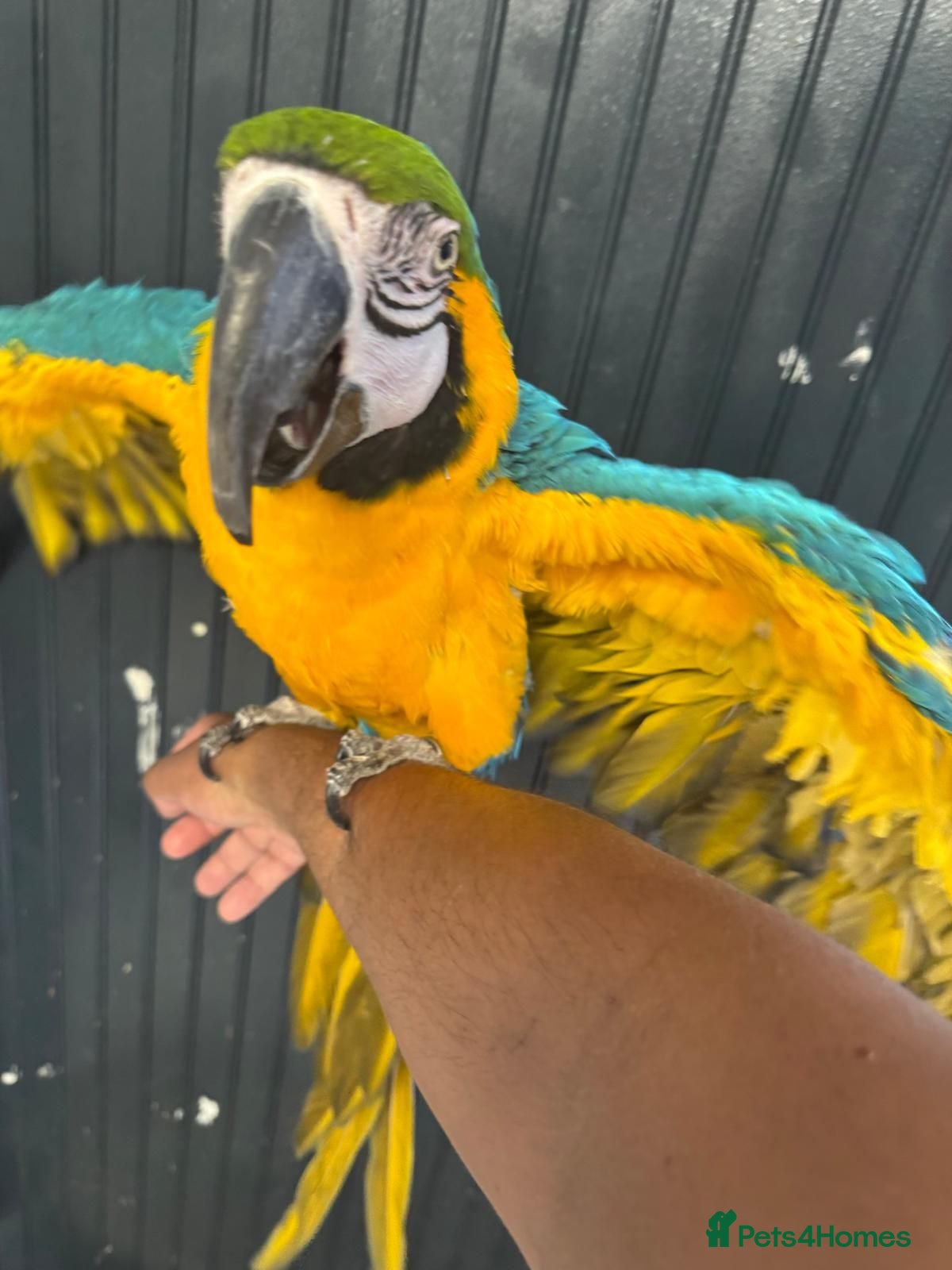 Parakeets birds Blue and Gold Macaw - Advert 3