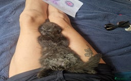 Mixed Breed cats for sale: Beautiful girl  - Image 8