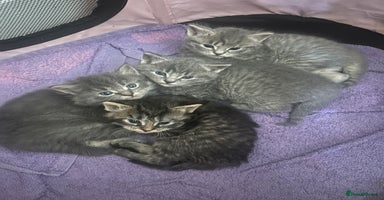 Nebelung cats - Advert 5