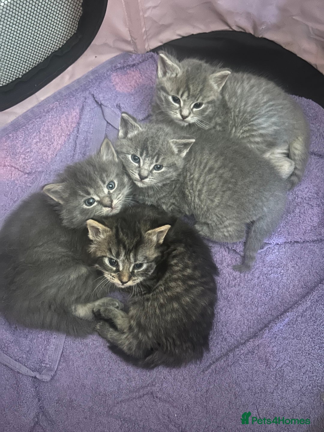 Nebelung cats for sale: Nebulung X grey kittens  - Image 1