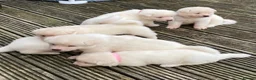 Akita dogs for sale: Beautiful Japanese Akita Puppies - Advert 5