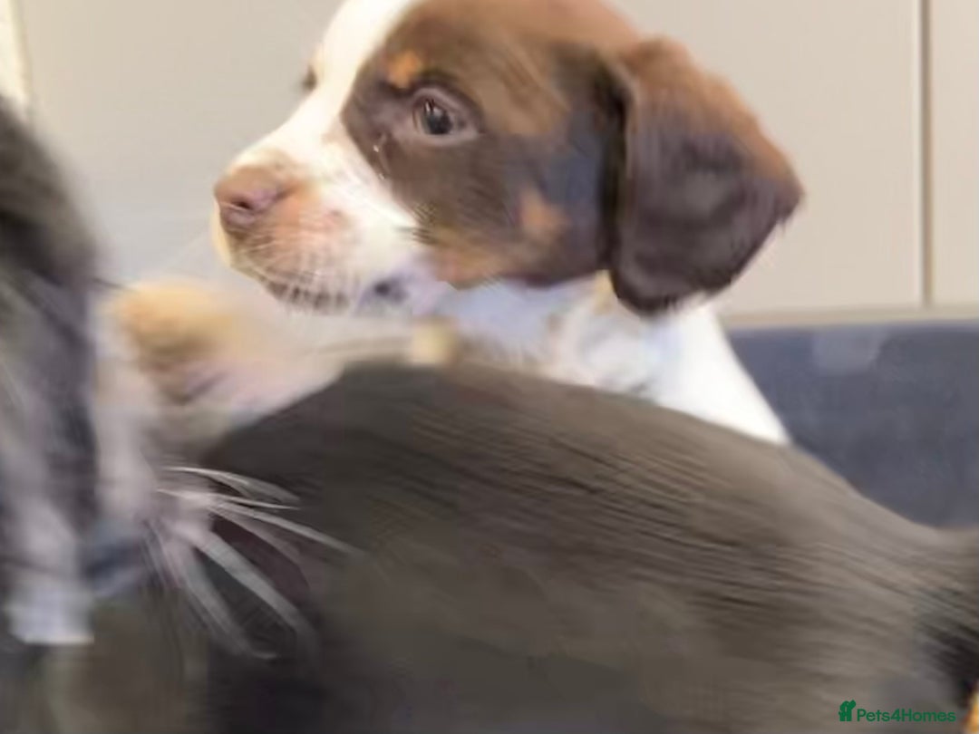 Sprocker dogs for sale: Sprocker Spaniel puppies - Advert 12