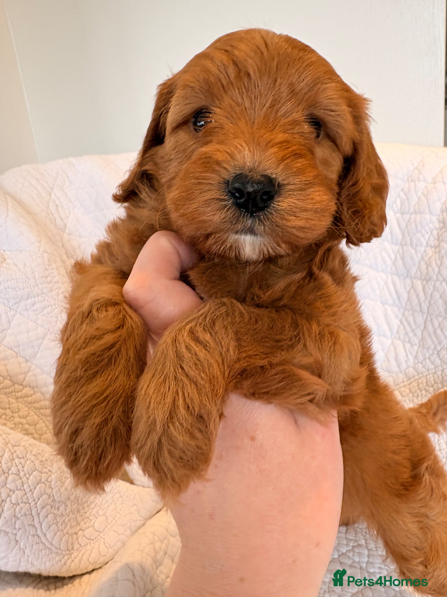 Cockapoo dogs LICENSED BREEDER HEALTH TESTED COCKAPOOS - Advert 2