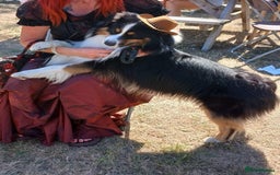 Australian Shepherd dogs for sale: Australia shepherd Kc puppies  - Image 39