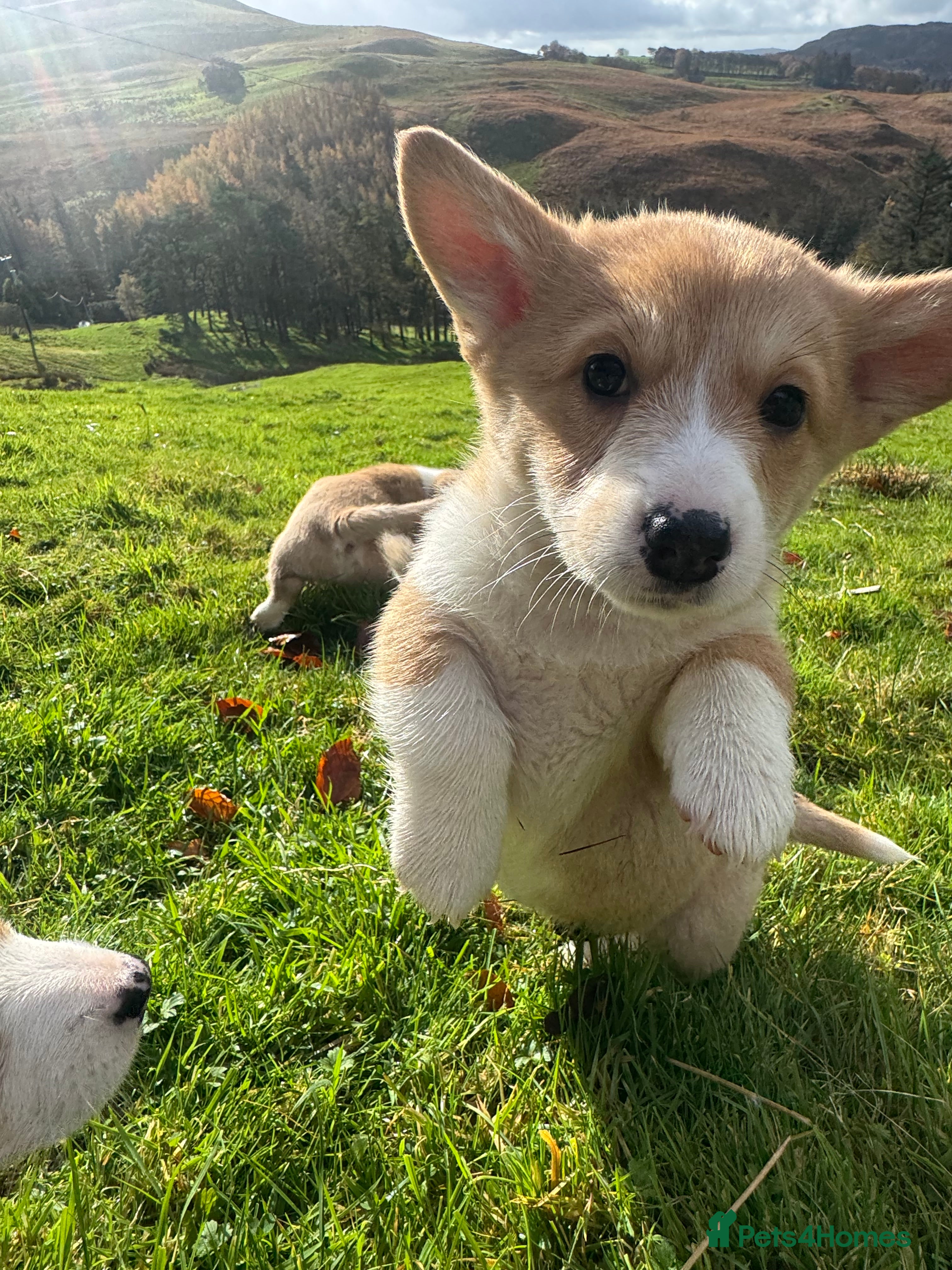 Welsh Corgi Pembroke dogs Beautiful Registered Pembroke Corgis - Advert 15