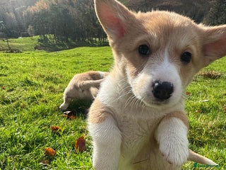 Welsh Corgi Pembroke dogs Beautiful Registered Pembroke Corgis - Advert 18