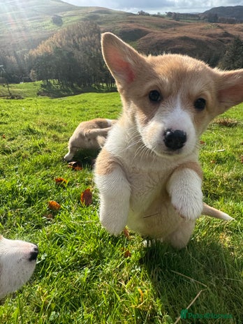 Welsh Corgi Pembroke dogs Beautiful Registered Pembroke Corgis - Advert 9