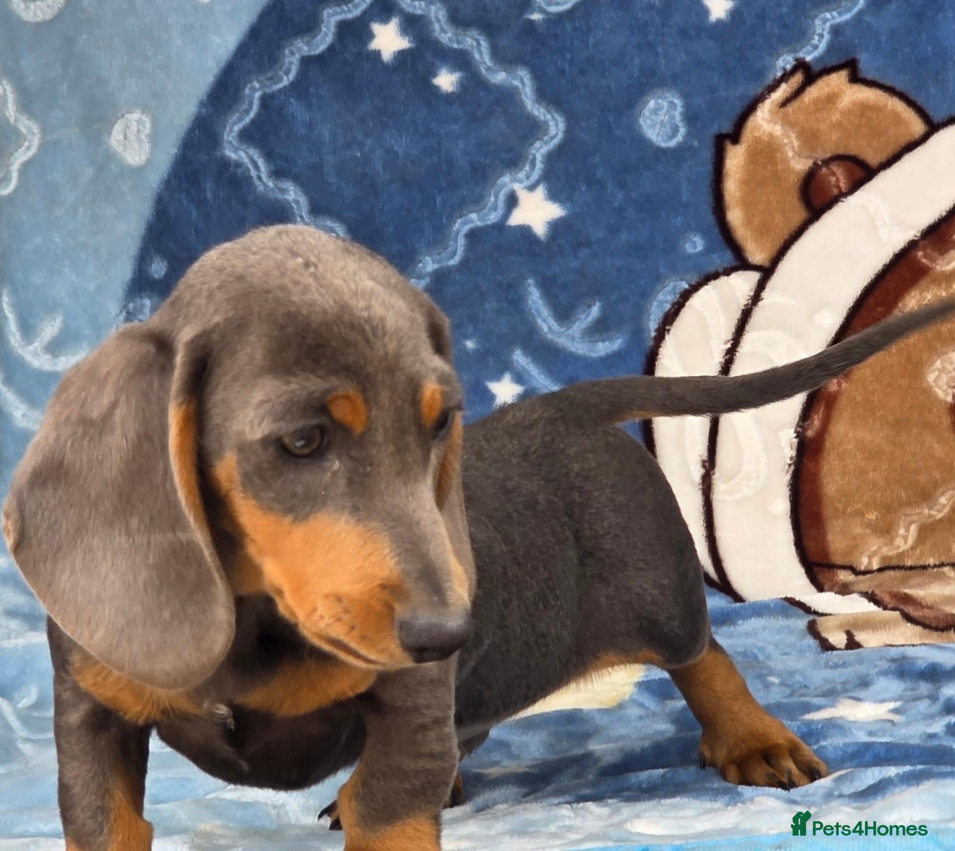Dachshund dogs Beautiful dachshunds 1 boy left  - Advert 18