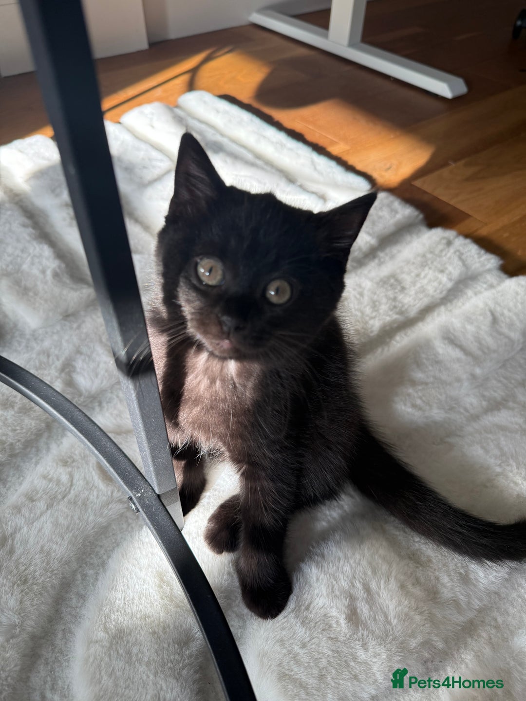 British Shorthair cats for sale: Fluffy Chocolate British Shorthair Kittens 🐾 - Image 21