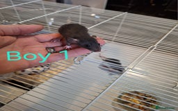 Rat rodents for sale: Baby Dumbo Rats  - Advert 1