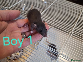 Rat rodents Baby Dumbo Rats - Advert 14