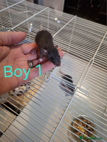 Rat rodents Baby Dumbo Rats - Advert 1